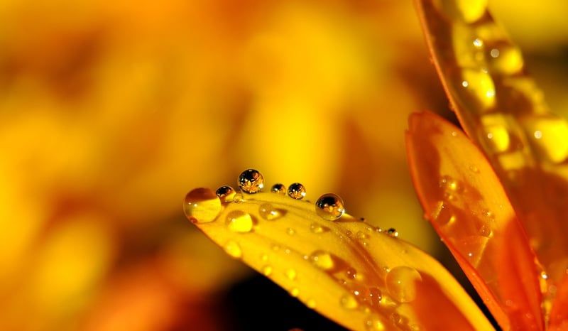 Macro Photography Skills